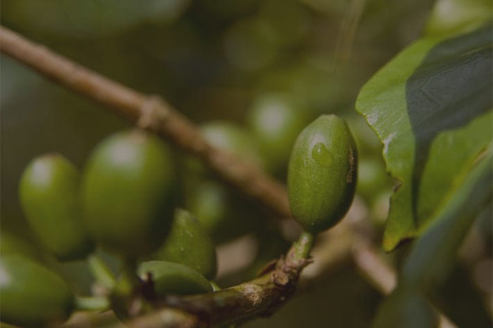 Grüne Kaffeekirschen am Kaffeestrauch